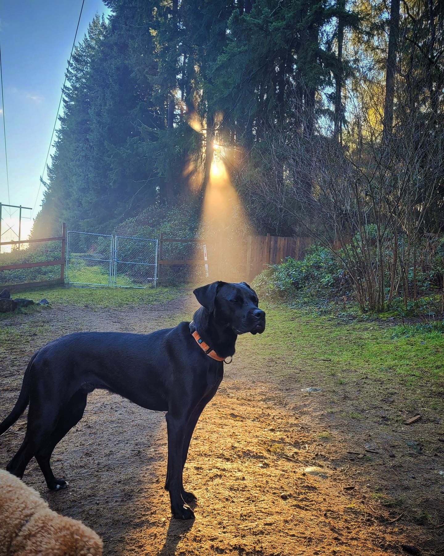 A black dog standing next to a brown dog on a dirt road